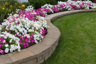 Pink and white petunias planted in front yard in Cheyenne WY