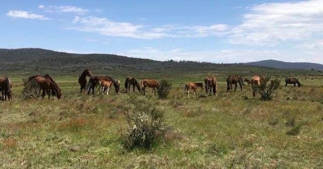 Brumbies grazing in the High Country