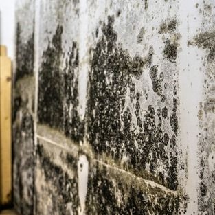 A close up of a wall with black mold on it.