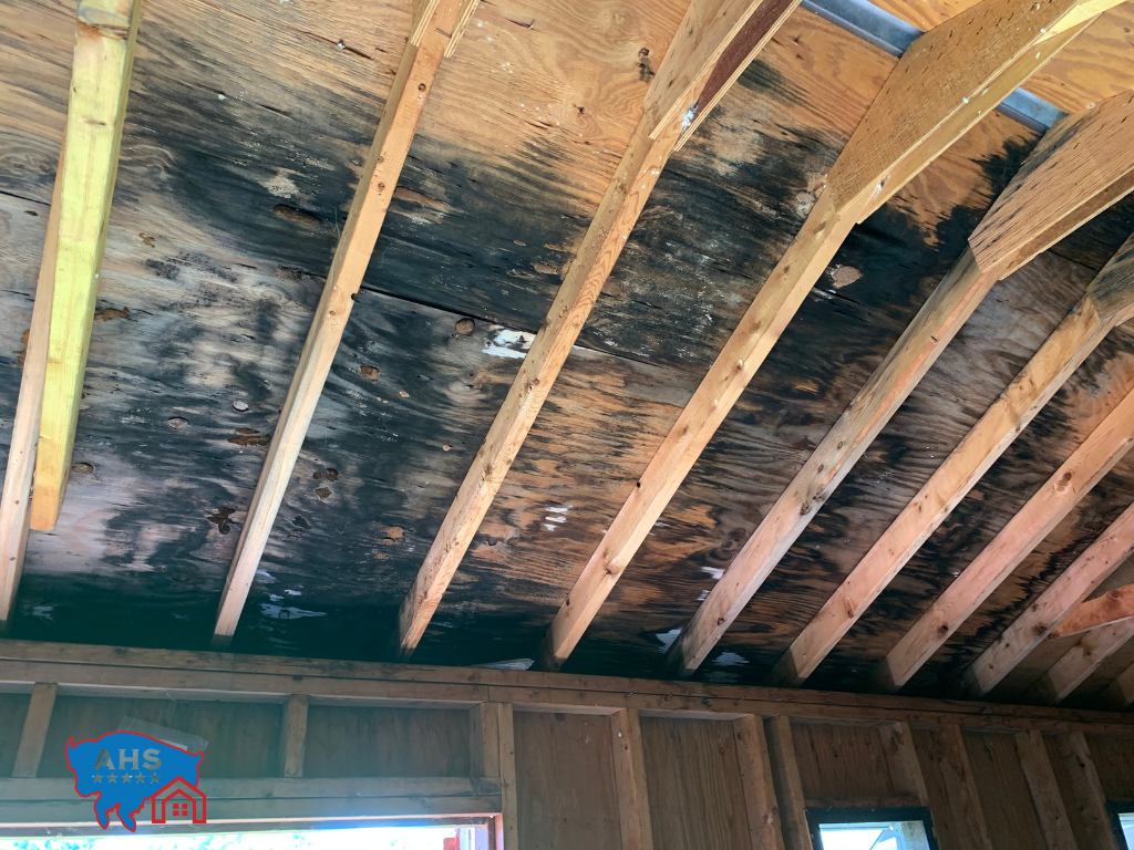 Mold-covered wooden ceiling with exposed beams. Dark mold stains on the plywood and wood framing.