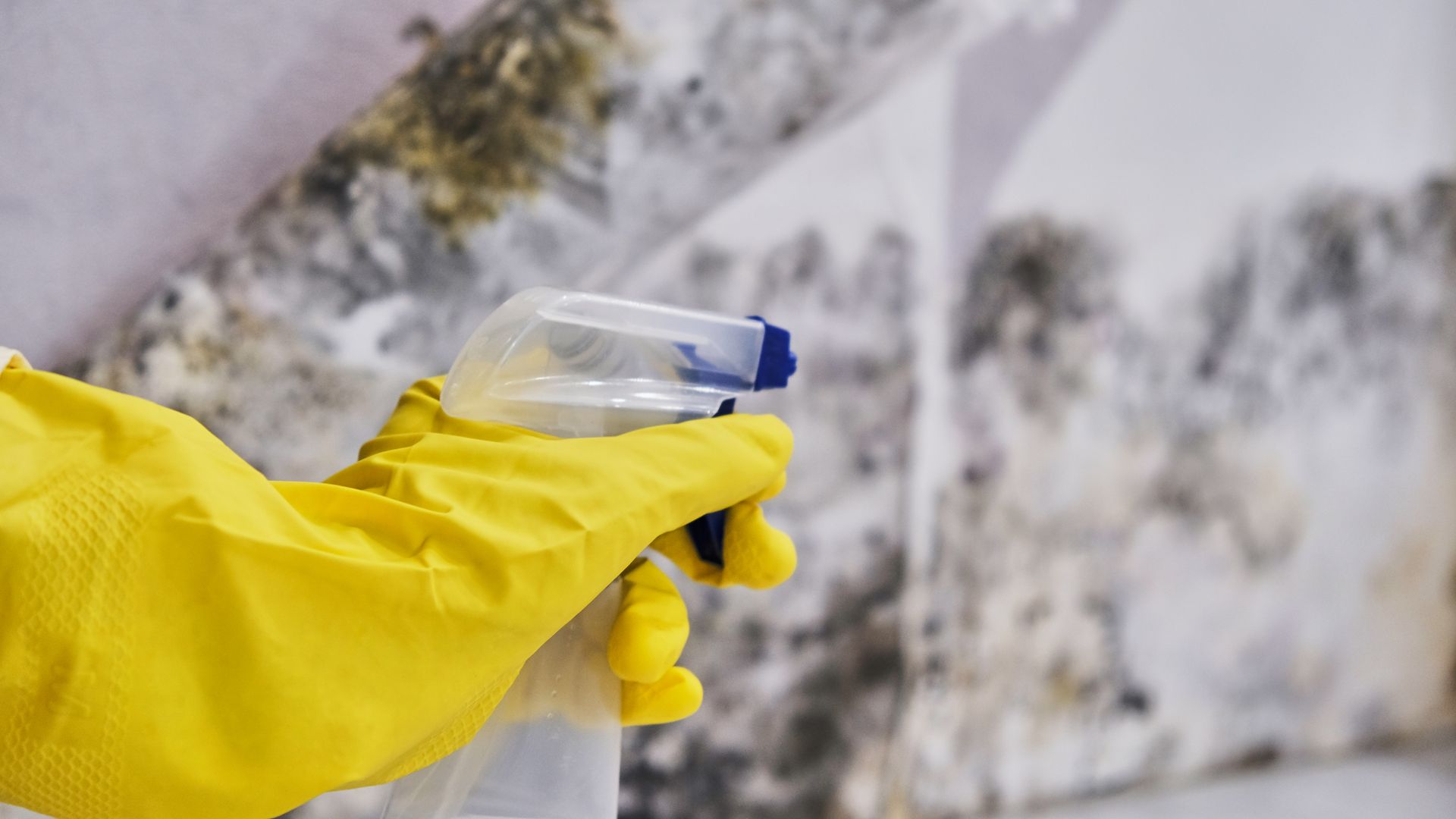 Housekeeper's Hand With Glove Cleaning Mold From Wall