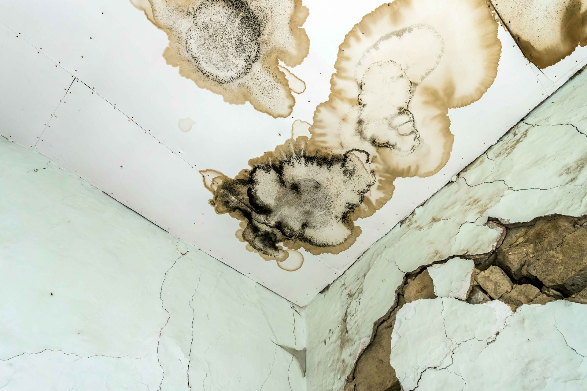 Mold fungus on ceiling and wall
