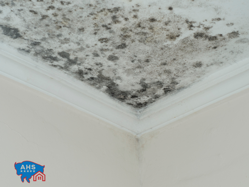 Mold Damage - Mold mitigation denver co