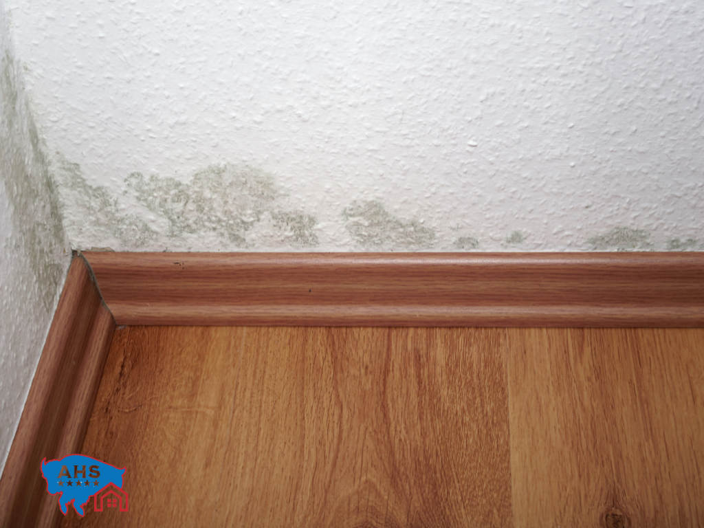 Mold Removal Denver Colorado - mold removal denver colorado
