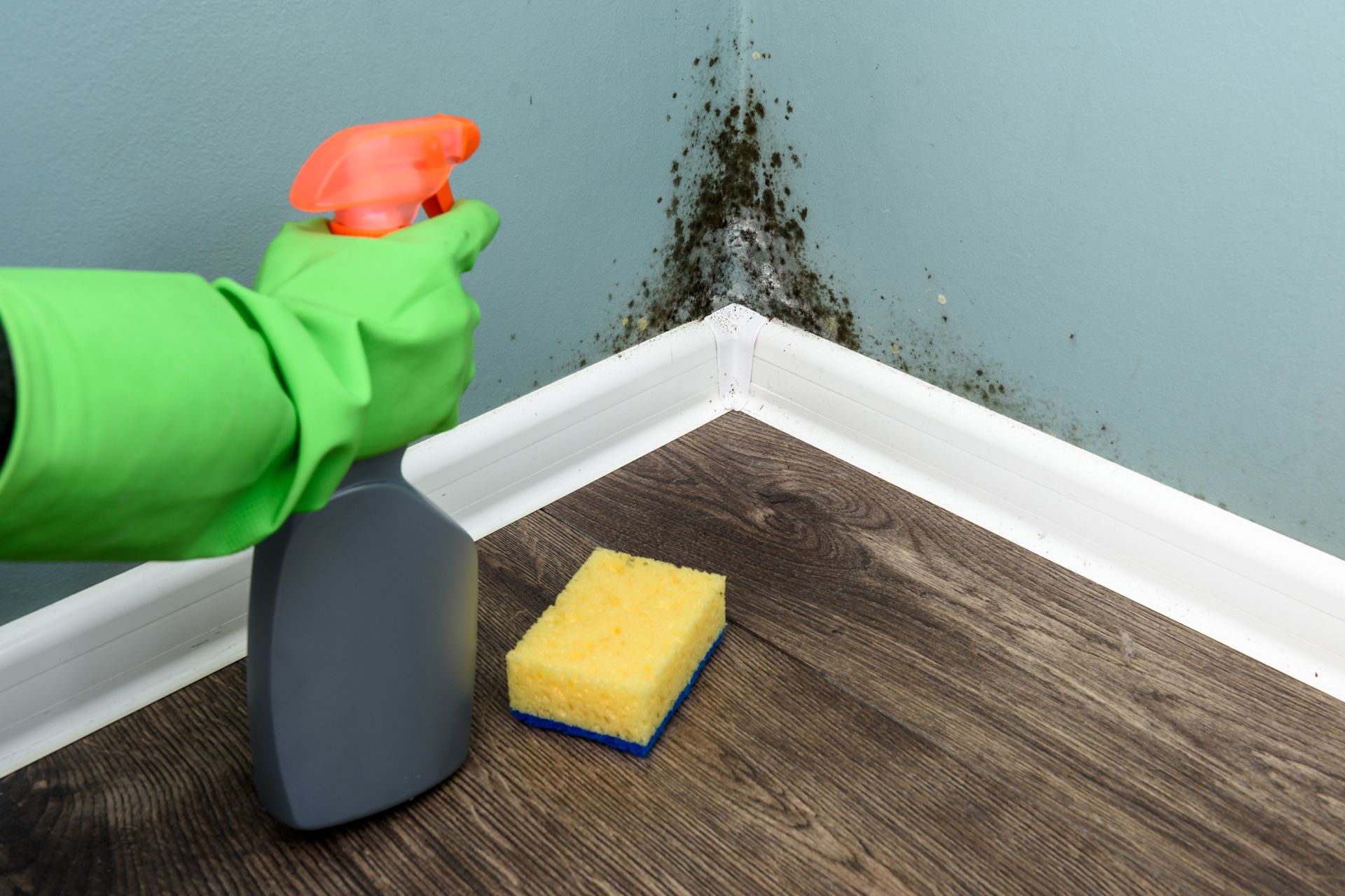 Spray bottle and sponge near black mould wall