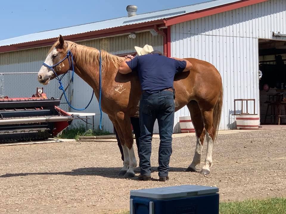 A horse with a man hugging it