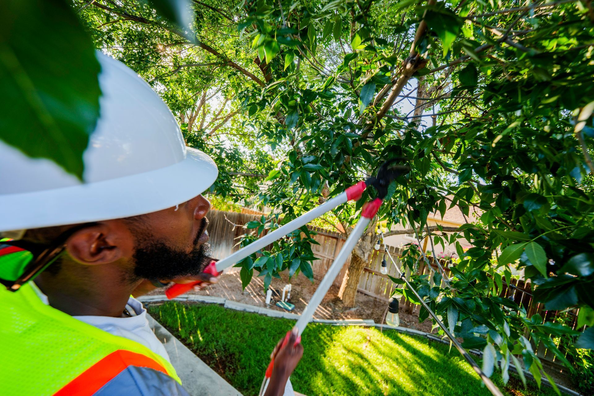 A man wearing a hardhat trims a tree. A man wearing a hardhat trims a tree.