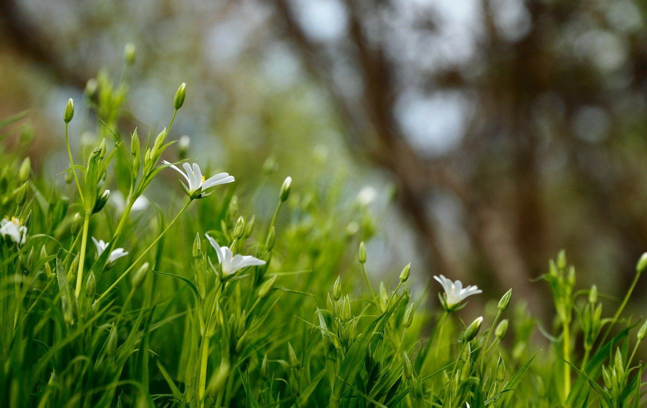 White flowers among tall grass