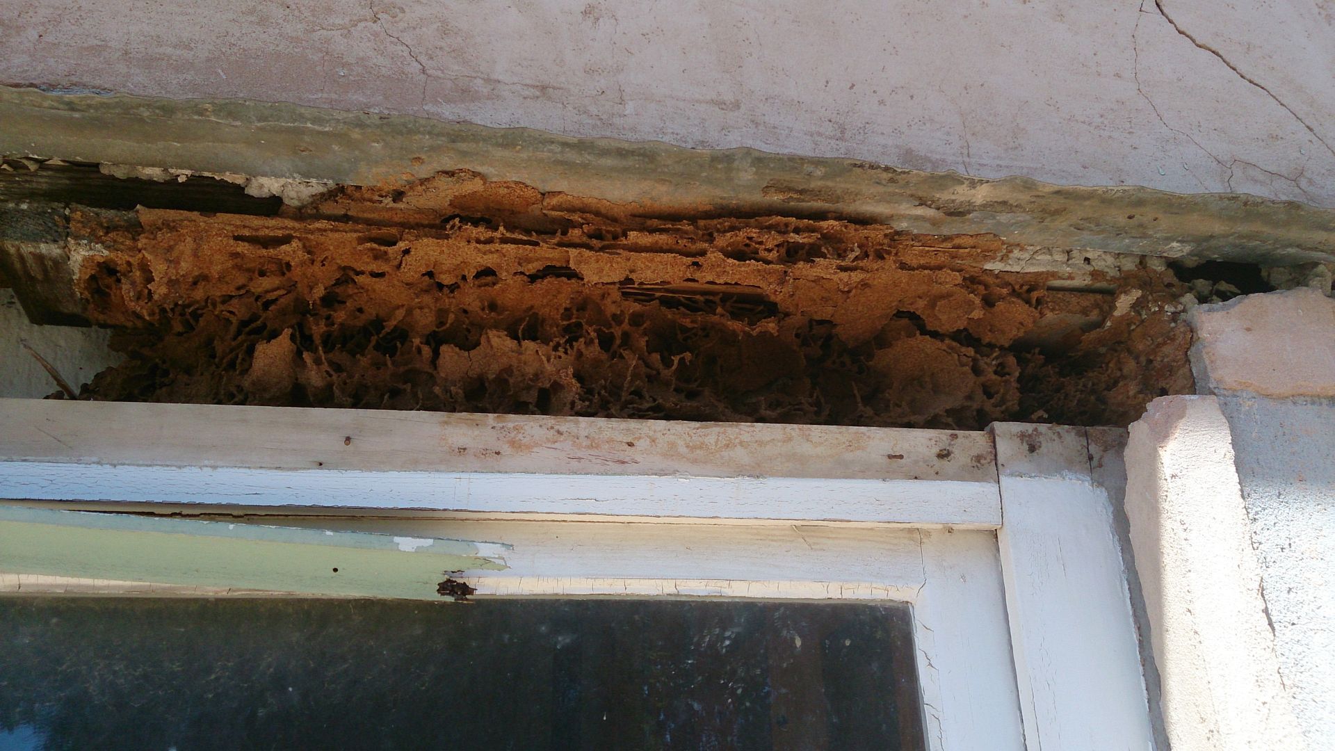 Termite Activity This Summer