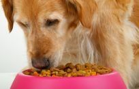 Dog enjoying healthy dog food