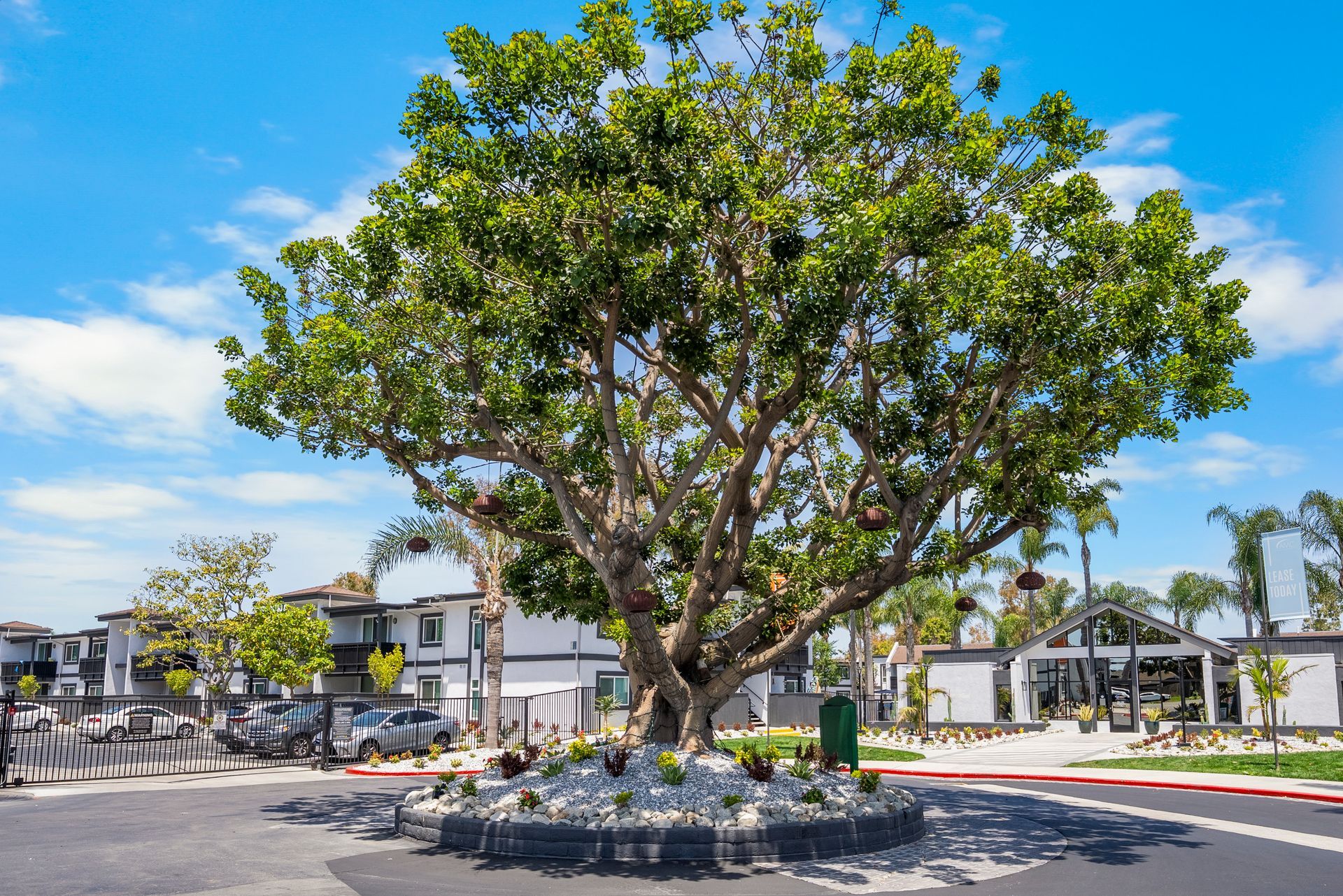 A large tree is sitting in the middle of a parking lot.