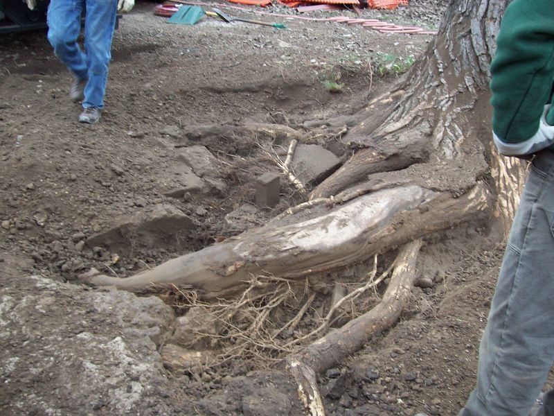 Exposed Root — Madison, WI — Stephenson Tree Care P