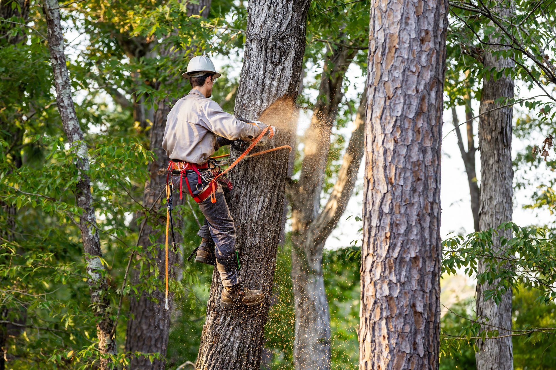 Chainsaw worker cuts tree limb while secured with safety harness.