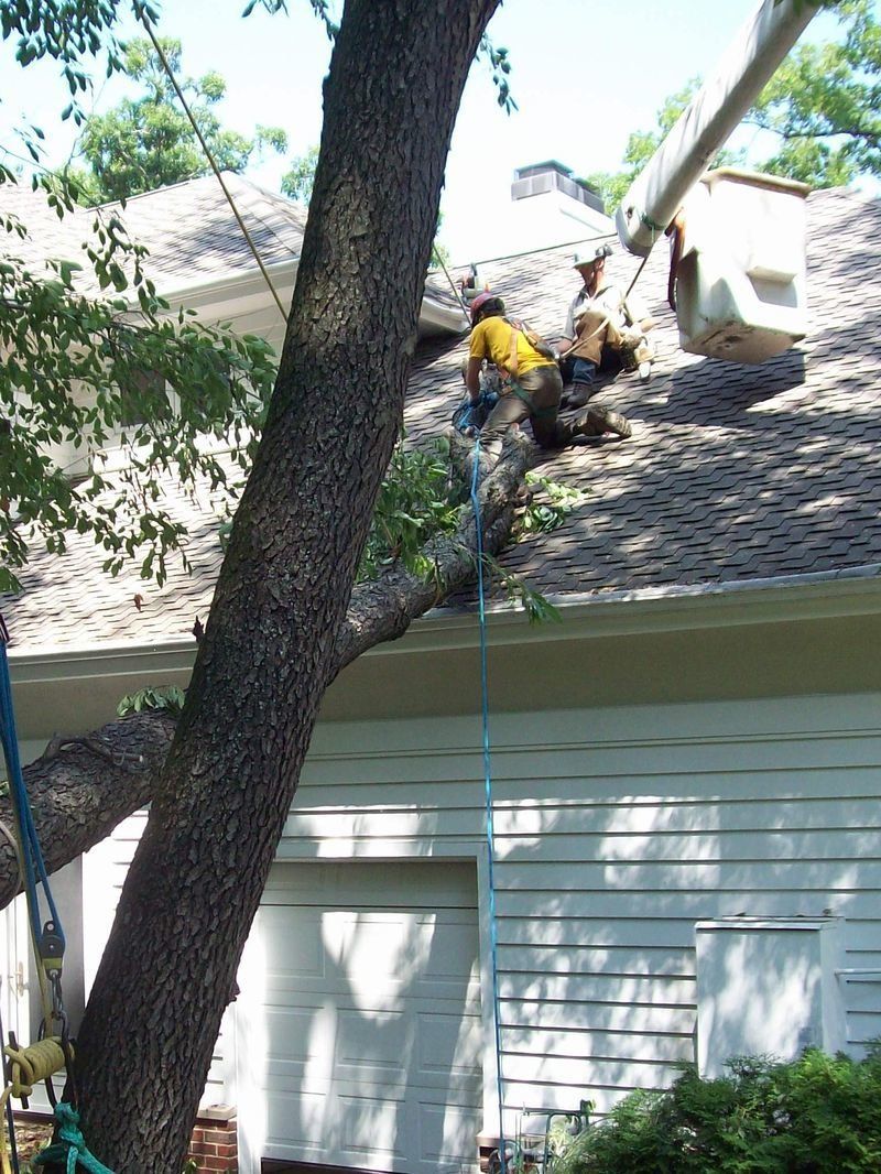 Tree on House — Madison, WI — Stephenson Tree Care
