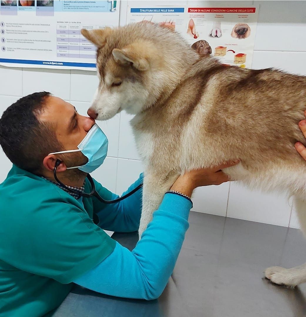 cure professionali veterinarie