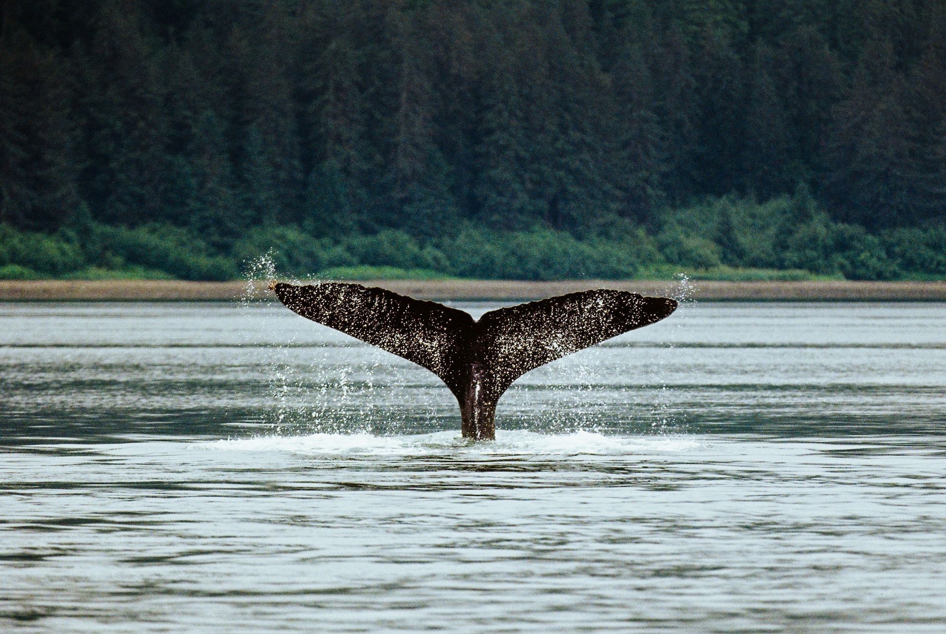 Whale Watching in Alaska