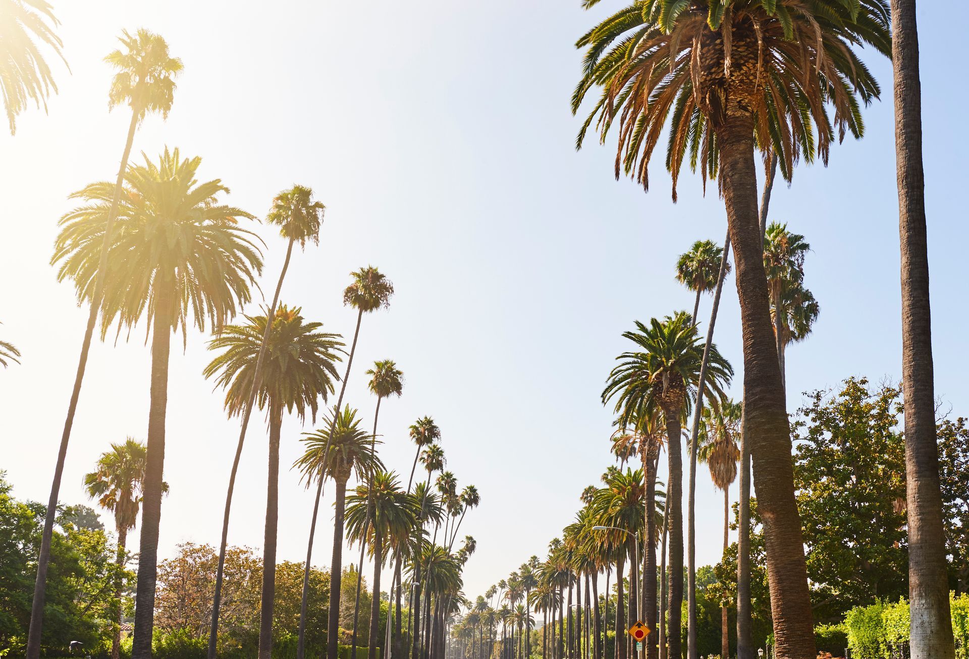 Palm trees line a bright, sunny street; daytime scene.