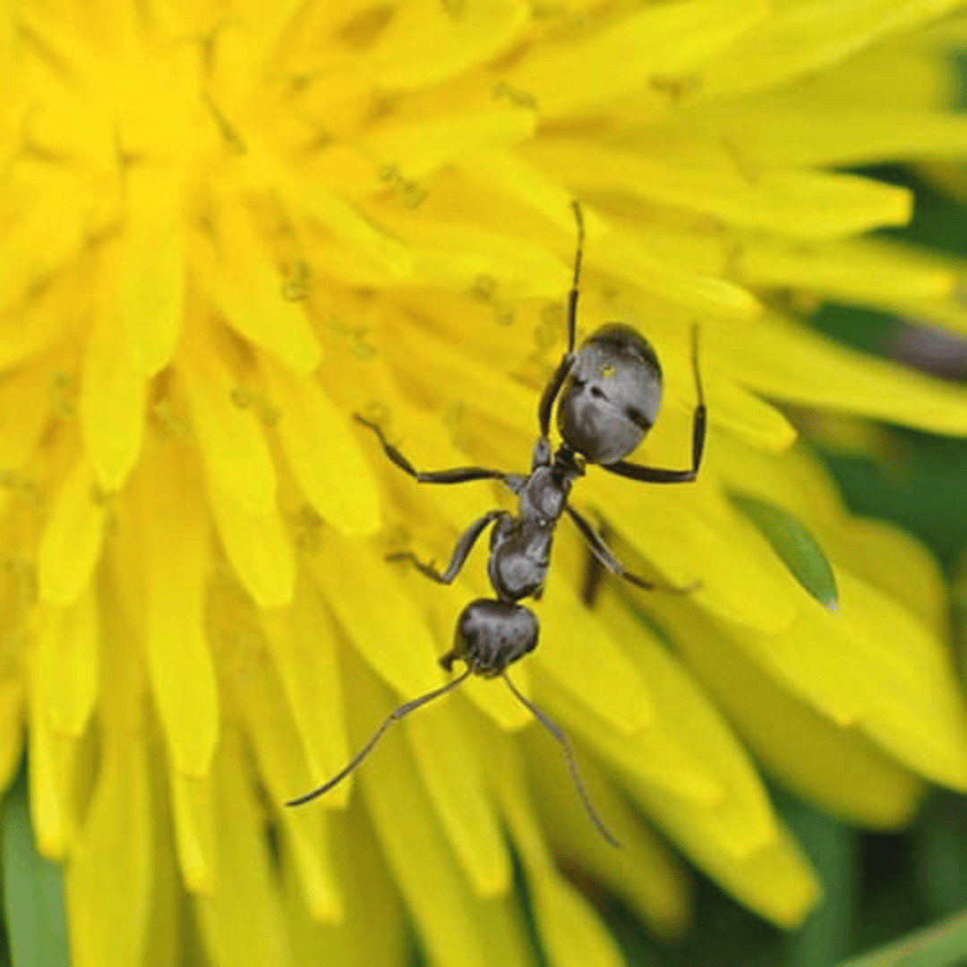 Do Dandelions Attract Ants