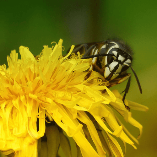 Do Dandelions Attract Wasps