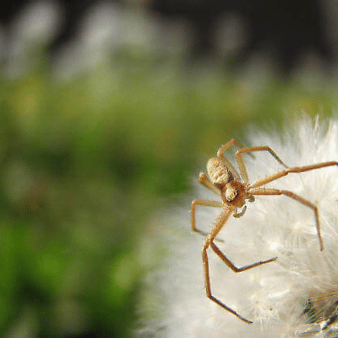 Do Dandelions Attract Spiders