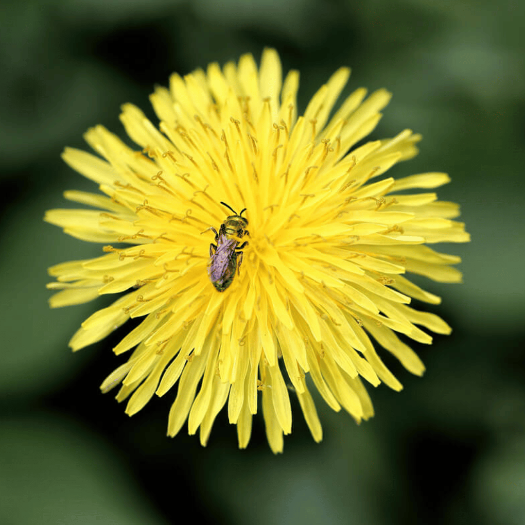 Do Dandelions Repel or Attract Bugs