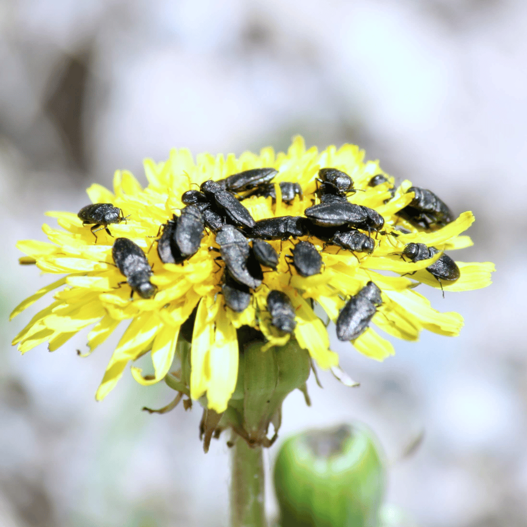 What Bugs Do Dandelions Attract