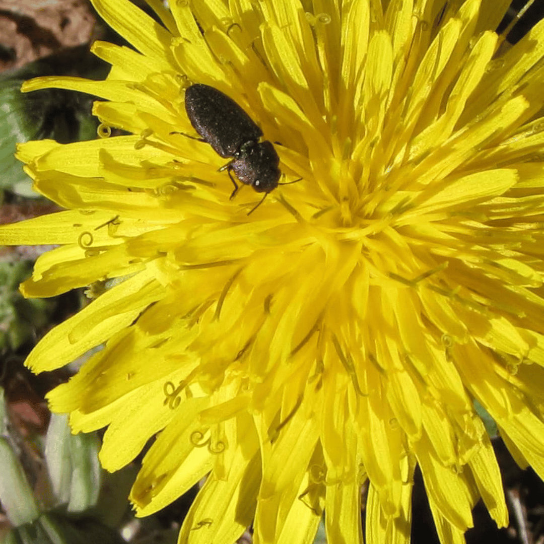 Do Dandelions Repel Bugs