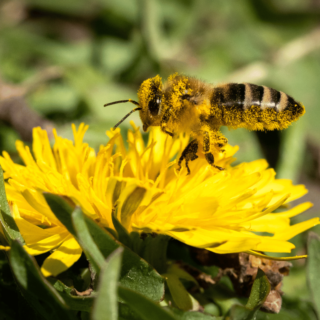 Do Dandelions Attract Bees