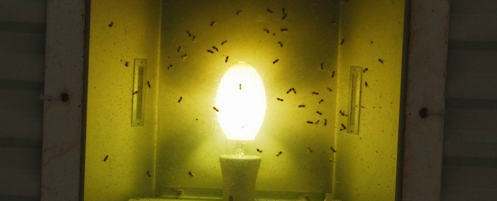 mosquito control services in Everette