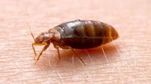 pest control service in Spanaway