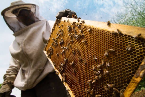 bee control Gig Harbor