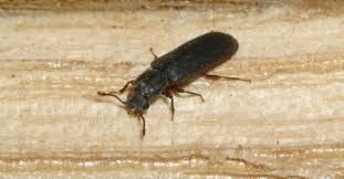 exterminators in Burien