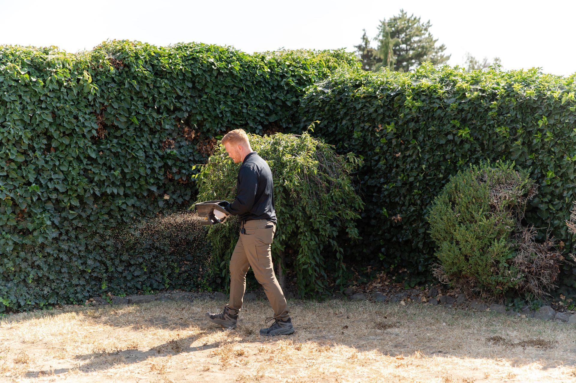 eliminate pests in Seattle