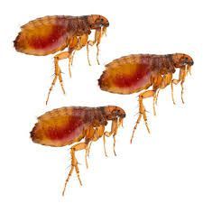 flea control in Frederickson