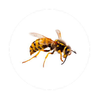 wasp & hornet control in renton wa