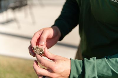 hornet wasp control service