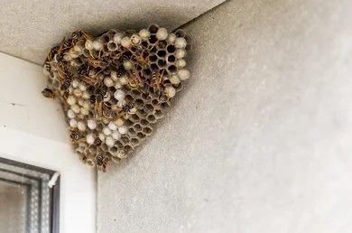 Hornet removal