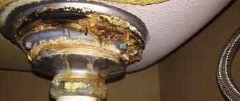 pest control near me