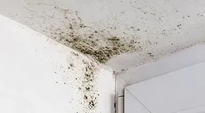 exterminators near me