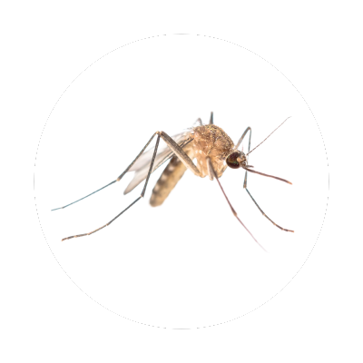 mosquito control in kent wa