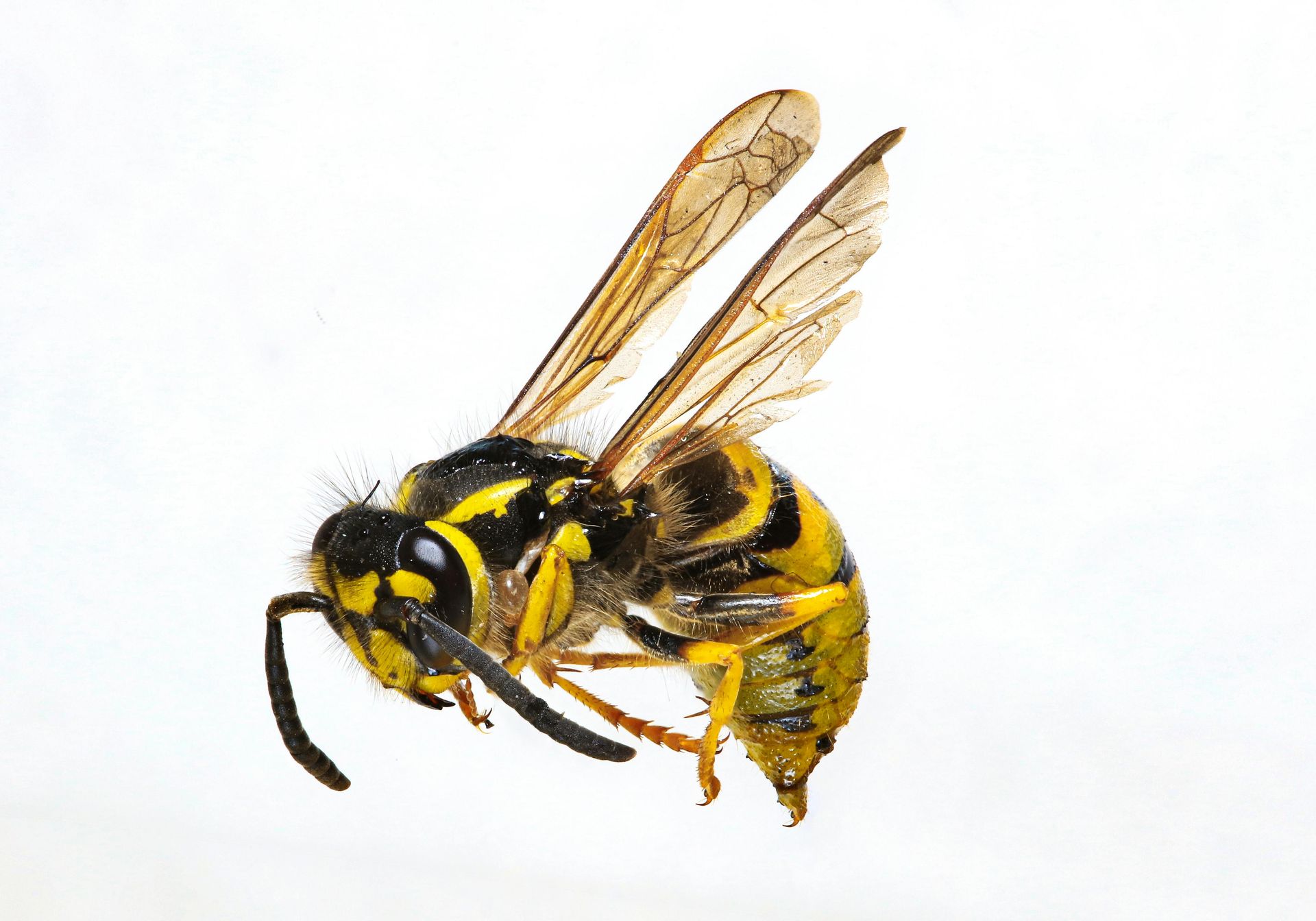 wasp control in Fairwood