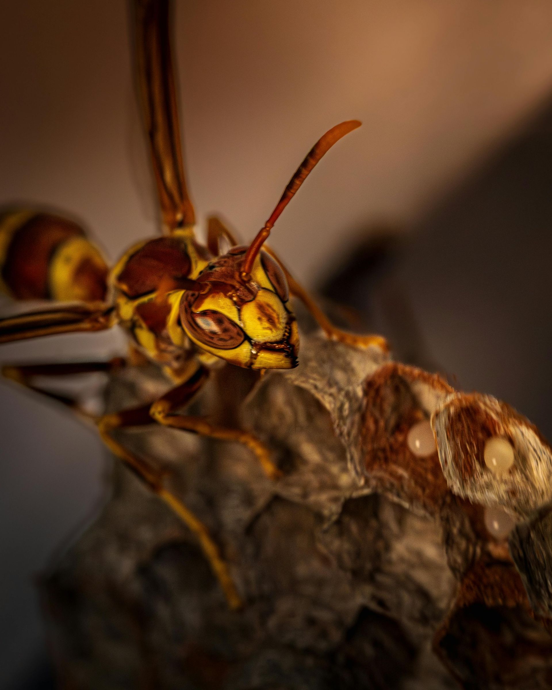 hornet control in Fairwood