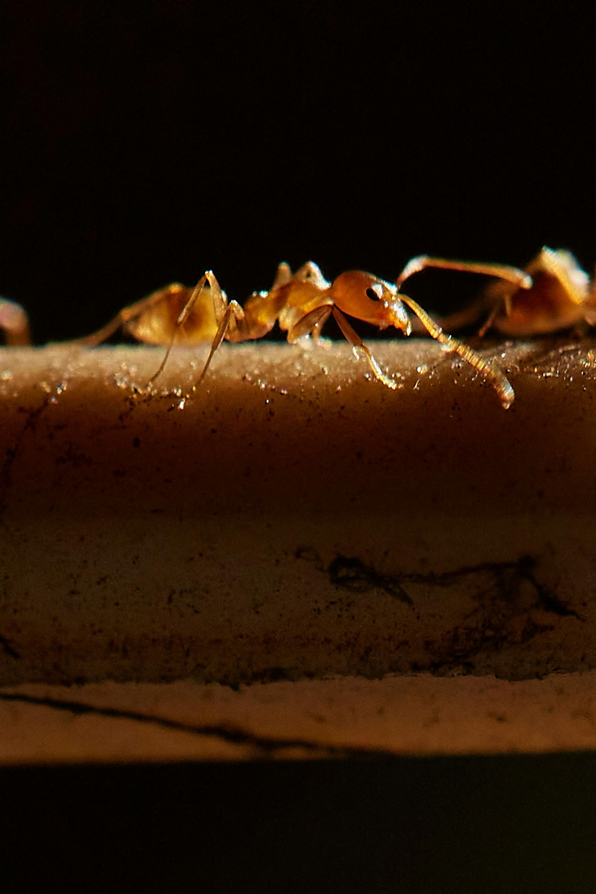 pest control near me