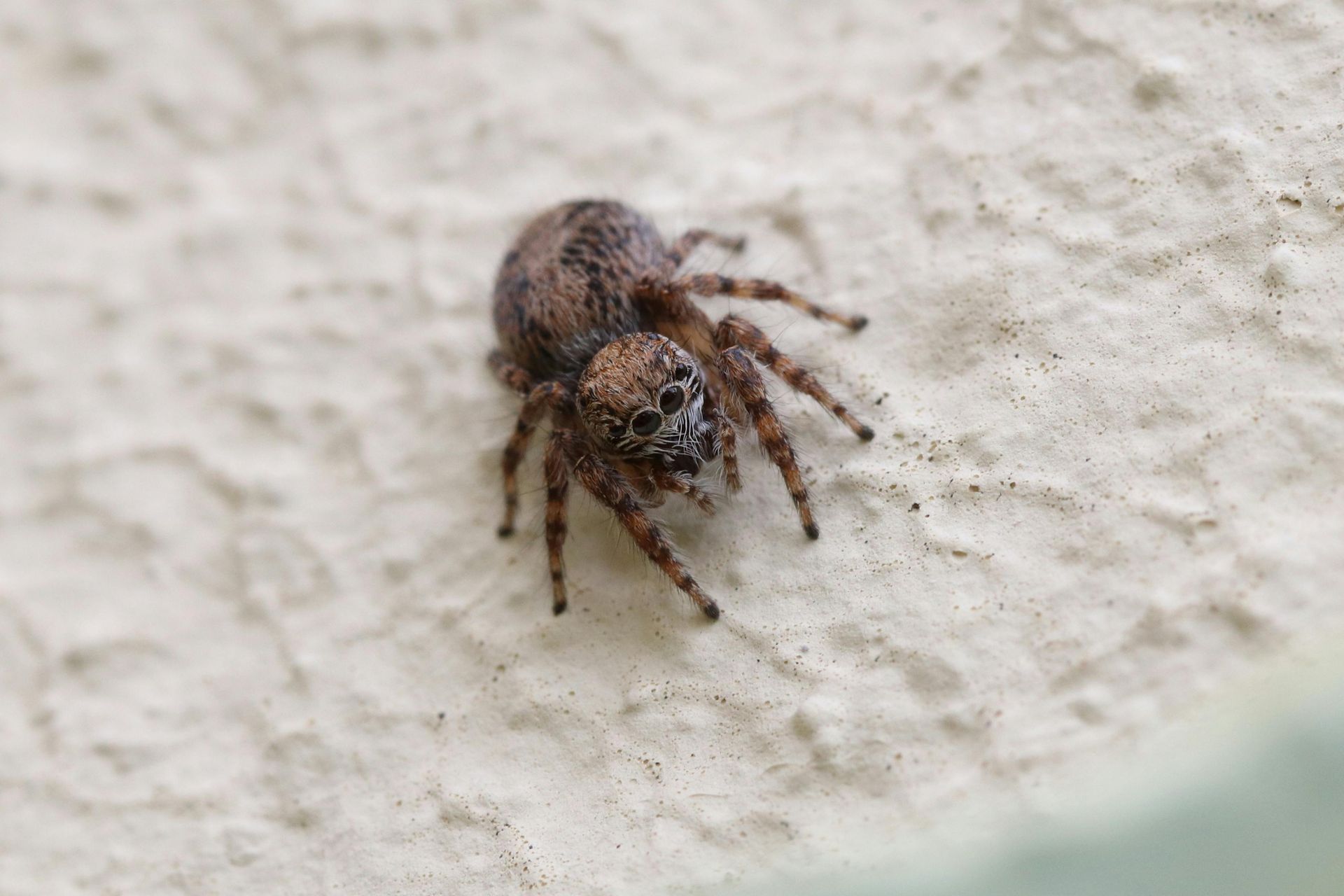 exterminator Puyallup