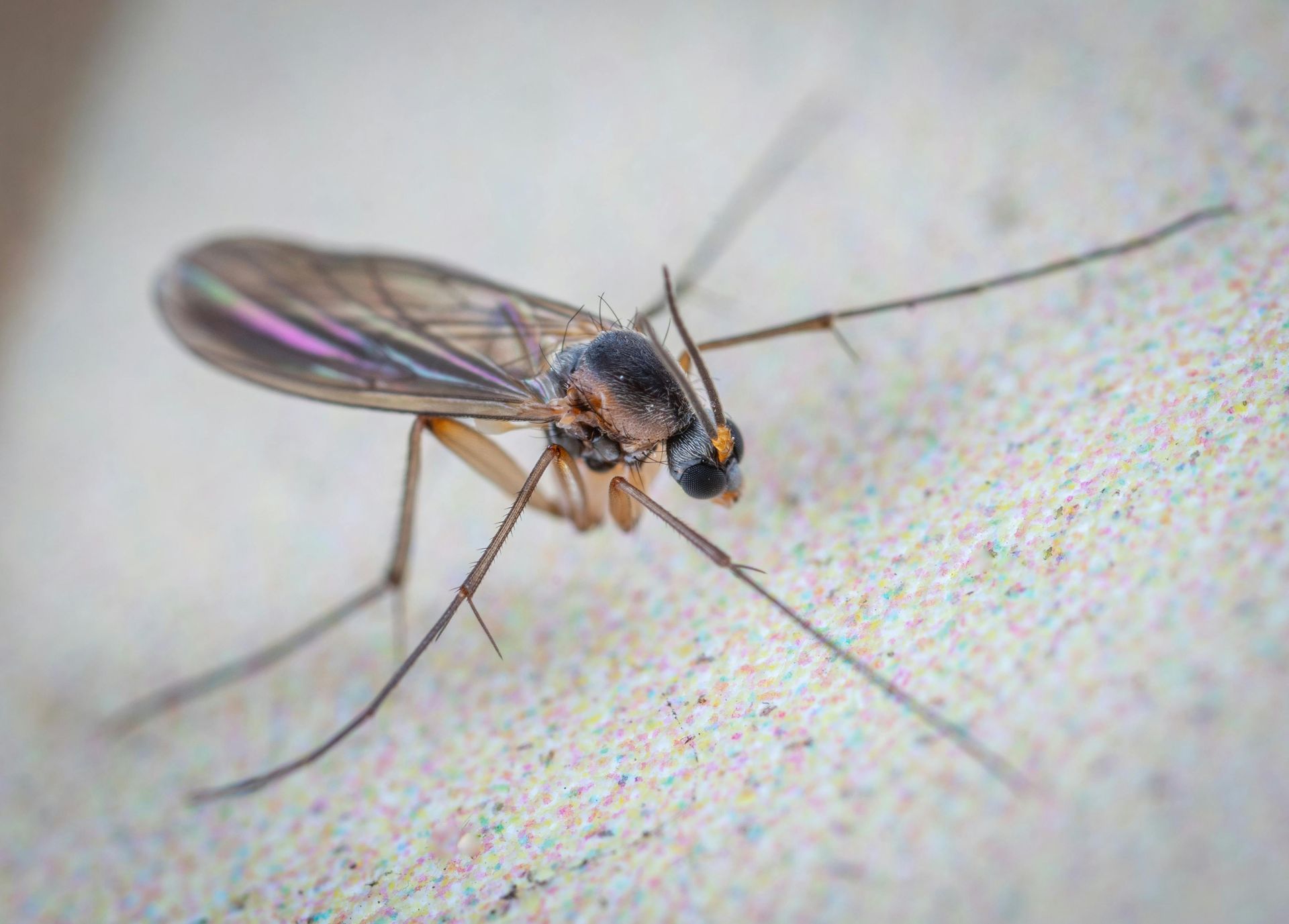 pest control services in Des Moines
