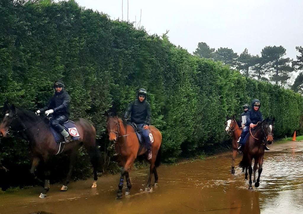 Horses with riders in a muddy area next to a green hedge. Overcast sky.