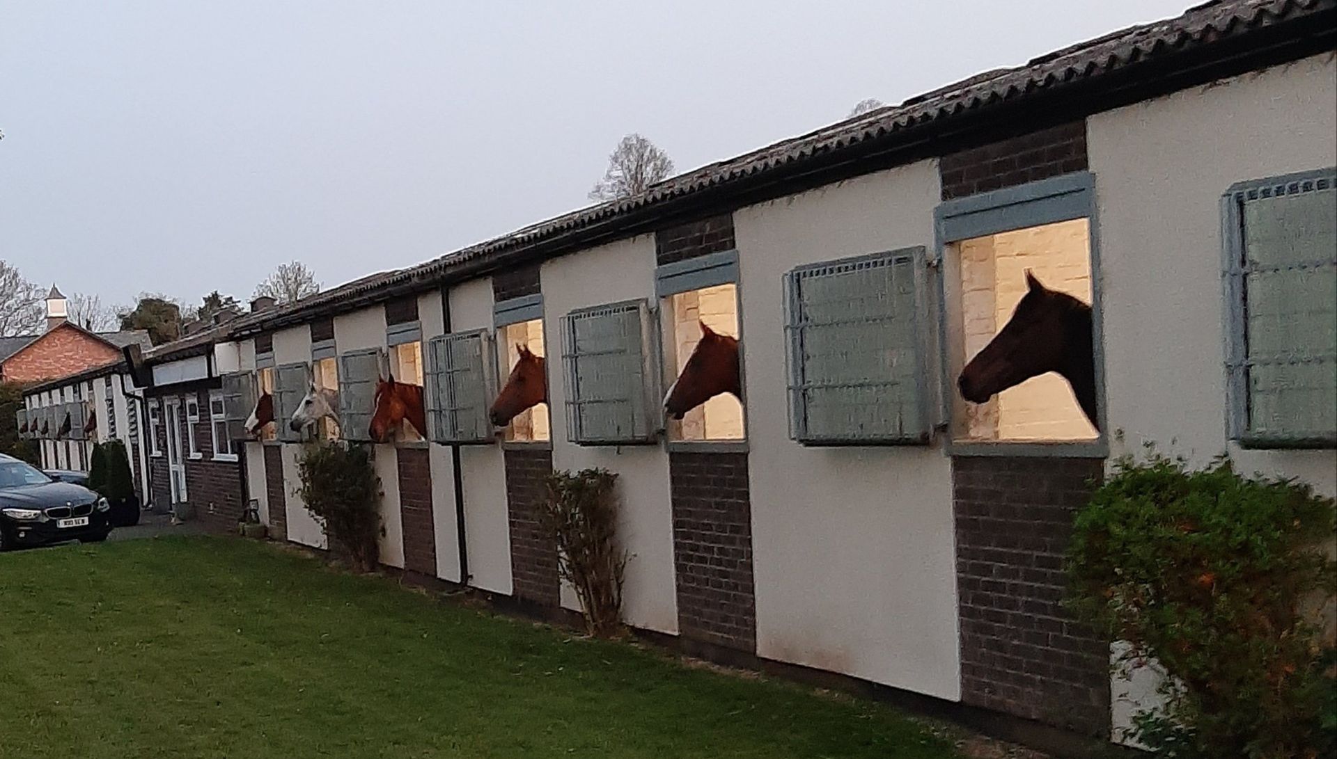 Horses looking out from stable windows. White building with green shutters, evening light, grass.
