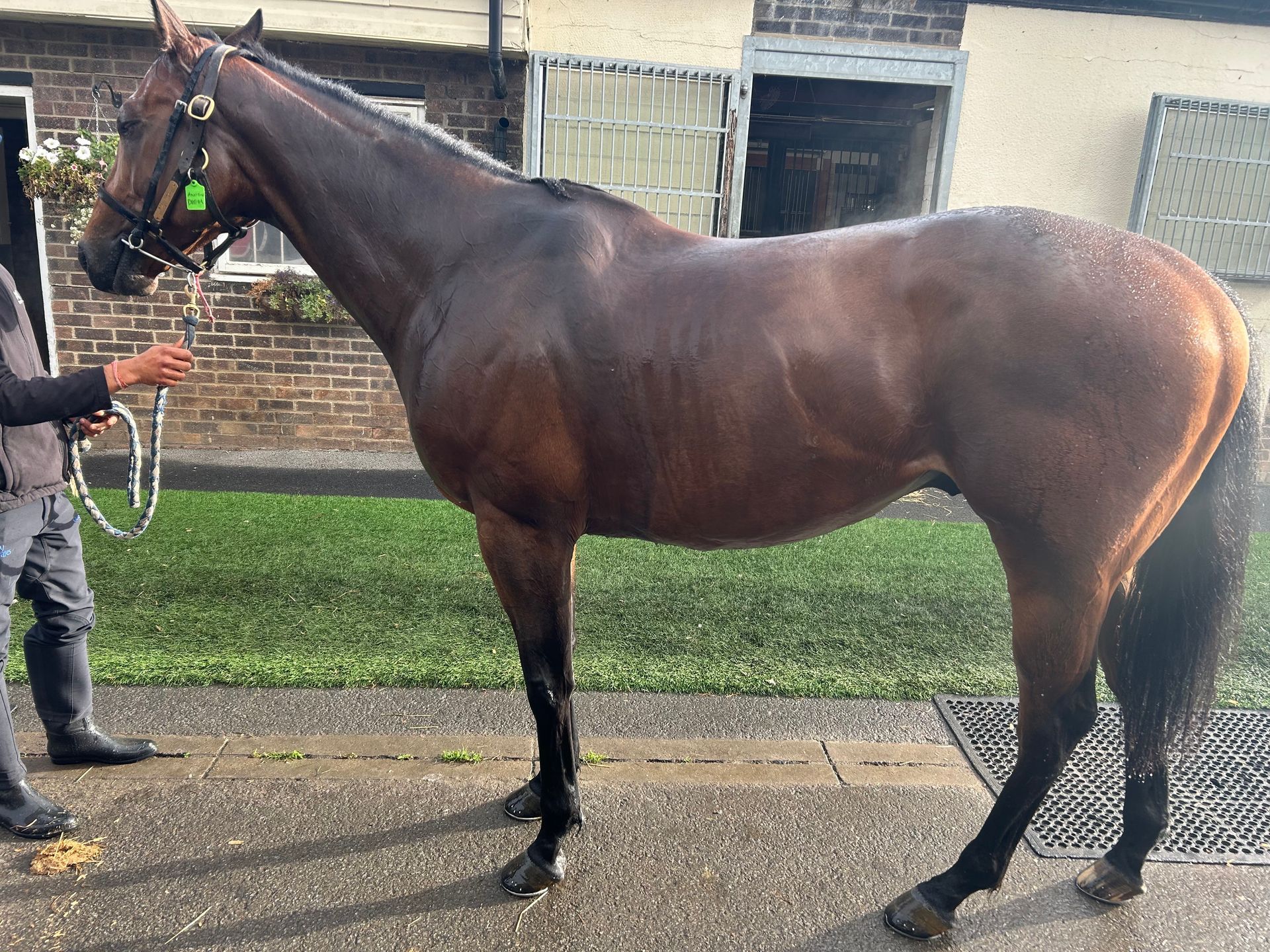 Horses racing on a green track; jockeys in colorful silks are nearing the finish line.
