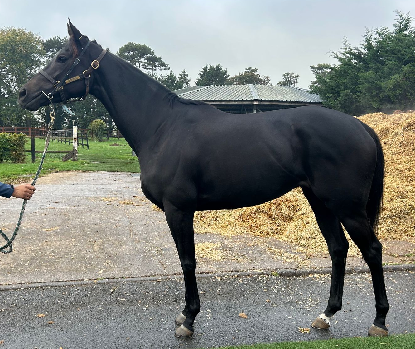 Horses with jockeys race on a green track towards the finish line. A white fence lines the left.