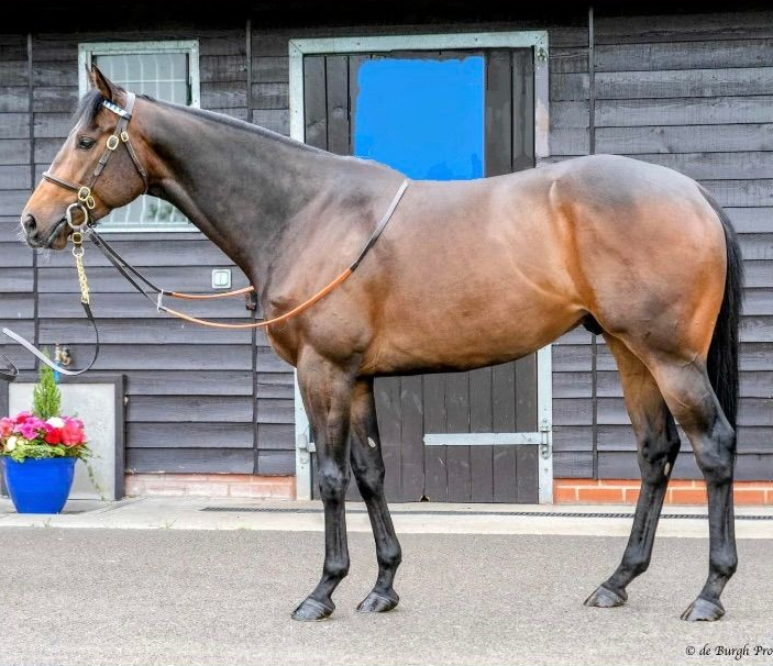 Brown horse standing in front of a wooden building, wearing tack.